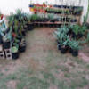 cactibychris